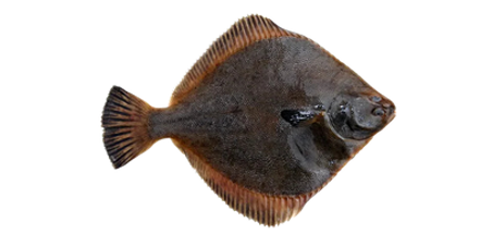 Flounder (Side Eye) Fish